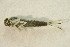  ( - IBSAS-BC3210)  @11 [ ] CreativeCommons  Attribution Non-Commercial Share-Alike (2020) Patrik Macko Slovak Academy of Sciences, Plant Science and Biodiversity Centre