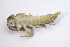  ( - IBSAS-BC1784)  @11 [ ] CreativeCommons  Attribution Non-Commercial Share-Alike (2020) Patrik Macko Slovak Academy of Sciences, Plant Science and Biodiversity Centre