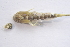  ( - IBSAS-BC1821)  @11 [ ] CreativeCommons  Attribution Non-Commercial Share-Alike (2020) Patrik Macko Slovak Academy of Sciences, Plant Science and Biodiversity Centre
