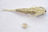  ( - IBSAS-BC1821)  @11 [ ] CreativeCommons  Attribution Non-Commercial Share-Alike (2020) Patrik Macko Slovak Academy of Sciences, Plant Science and Biodiversity Centre