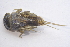  ( - IBSAS-BC1891)  @11 [ ] CreativeCommons  Attribution Non-Commercial Share-Alike (2020) Patrik Macko Slovak Academy of Sciences, Plant Science and Biodiversity Centre