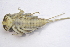  ( - IBSAS-BC1891)  @11 [ ] CreativeCommons  Attribution Non-Commercial Share-Alike (2020) Patrik Macko Slovak Academy of Sciences, Plant Science and Biodiversity Centre