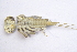  ( - IBSAS-BC1896)  @11 [ ] CreativeCommons  Attribution Non-Commercial Share-Alike (2020) Patrik Macko Slovak Academy of Sciences, Plant Science and Biodiversity Centre