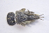  ( - IBSAS-BC1897)  @11 [ ] CreativeCommons  Attribution Non-Commercial Share-Alike (2020) Patrik Macko Slovak Academy of Sciences, Plant Science and Biodiversity Centre