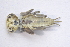  ( - IBSAS-BC1897)  @11 [ ] CreativeCommons  Attribution Non-Commercial Share-Alike (2020) Patrik Macko Slovak Academy of Sciences, Plant Science and Biodiversity Centre