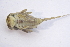  ( - IBSAS-BC1917)  @11 [ ] CreativeCommons  Attribution Non-Commercial Share-Alike (2020) Patrik Macko Slovak Academy of Sciences, Plant Science and Biodiversity Centre