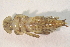  ( - IBSAS-BC2644)  @11 [ ] CreativeCommons  Attribution Non-Commercial Share-Alike (2020) Patrik Macko Slovak Academy of Sciences, Plant Science and Biodiversity Centre