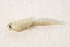  ( - IBSAS-BC2706)  @11 [ ] CreativeCommons  Attribution Non-Commercial Share-Alike (2020) Patrik Macko Slovak Academy of Sciences, Plant Science and Biodiversity Centre