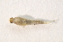 ( - IBSAS-BC2708)  @11 [ ] CreativeCommons  Attribution Non-Commercial Share-Alike (2020) Patrik Macko Slovak Academy of Sciences, Plant Science and Biodiversity Centre