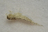  ( - IBSAS-BC2787)  @11 [ ] CreativeCommons  Attribution Non-Commercial Share-Alike (2020) Patrik Macko Slovak Academy of Sciences, Plant Science and Biodiversity Centre