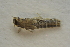 ( - IBSAS-BC2789)  @11 [ ] CreativeCommons  Attribution Non-Commercial Share-Alike (2020) Patrik Macko Slovak Academy of Sciences, Plant Science and Biodiversity Centre