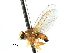  (Aulagromyza populicola - BIOUG31901-C02)  @11 [ ] CreativeCommons - Attribution (2017) CBG Photography Group Centre for Biodiversity Genomics