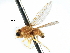  ( - BIOUG31901-C03)  @11 [ ] CreativeCommons - Attribution (2017) CBG Photography Group Centre for Biodiversity Genomics