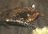  (Myotis annectans - ZMMU SVK 12-028)  @13 [ ] Copyright (2012) Sergei Kruskop Zoological Museum of Moscow University
