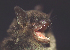  (Myotis muricola - ZMMU SVK 12-059)  @14 [ ] Copyright (2012) Sergei Kruskop Zoological Museum of Moscow University