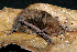  ( - ZMMU SVK 13-037)  @12 [ ] Copyright (2013) Sergei Kruskop Zoological Museum of Moscow University