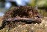  ( - ZMMU SVK 13-044)  @12 [ ] Copyright (2013) Sergei Kruskop Zoological Museum of Moscow University
