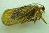  ( - IBSAS-BC4497)  @11 [ ] CreativeCommons  Attribution Non-Commercial Share-Alike (2022) Unspecified Slovak Academy of Sciences, Plant Science and Biodiversity Centre