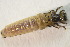  ( - IBSAS-BC4315)  @11 [ ] CreativeCommons  Attribution Non-Commercial Share-Alike (2022) Unspecified Slovak Academy of Sciences, Plant Science and Biodiversity Centre