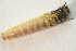  ( - IBSAS-BC4316)  @11 [ ] CreativeCommons  Attribution Non-Commercial Share-Alike (2022) Unspecified Slovak Academy of Sciences, Plant Science and Biodiversity Centre