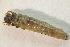  ( - IBSAS-BC4323)  @11 [ ] CreativeCommons  Attribution Non-Commercial Share-Alike (2022) Unspecified Slovak Academy of Sciences, Plant Science and Biodiversity Centre