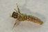 ( - IBSAS-BC4238)  @11 [ ] CreativeCommons  Attribution Non-Commercial Share-Alike (2022) Unspecified Slovak Academy of Sciences, Plant Science and Biodiversity Centre
