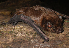  ( - ZMMU S-195438)  @11 [ ] Copyright (2016) Sergei V. Kruskop, Zoological Museum of Moscow University Zoological Museum of Moscow University