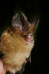  (Hipposideros gentilis - ZMMU S-198155)  @11 [ ] Copyright (2019) Sergey Kruskop Zoological Museum of Moscow University