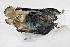  ( - ZMMU S-198765)  @11 [ ] Copyright (2019) Sergey Kruskop Zoological Museum of Moscow University