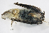  ( - ZMMU S-198766)  @11 [ ] Copyright (2019) Sergey Kruskop Zoological Museum of Moscow University
