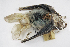  ( - ZMMU S-198767)  @11 [ ] Copyright (2019) Sergey Kruskop Zoological Museum of Moscow University