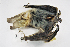  ( - ZMMU S-198768)  @11 [ ] Copyright (2019) Sergey Kruskop Zoological Museum of Moscow University