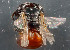  (Macrotera sp. 2 - TTU-Z_285994)  @11 [ ] by-nc (2025) Museum of Texas Tech University Museum of Texas Tech University