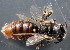  (Macrotera sp. 3 - TTU-Z_285995)  @11 [ ] by-nc (2025) Museum of Texas Tech University Museum of Texas Tech University