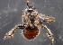  (Sphecodosoma pratti - TTU-Z_285996)  @11 [ ] by-nc (2025) Museum of Texas Tech University Museum of Texas Tech University