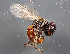  (Macrotera sp. 1 - TTU-Z_286003)  @11 [ ] by-nc (2025) Museum of Texas Tech University Museum of Texas Tech University