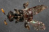  ( - TTU-Z_286010)  @11 [ ] by-nc (2025) Museum of Texas Tech University Museum of Texas Tech University