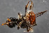  ( - TTU-Z_286014)  @11 [ ] by-nc (2025) Museum of Texas Tech University Museum of Texas Tech University