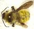  (Bombus sonorus - TTU-Z_359970)  @11 [ ] by-nc (2025) Museum of Texas Tech University Museum of Texas Tech University