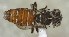  (Holcopasites stevensi - TTU-Z_359975)  @11 [ ] by-nc (2026) Museum of Texas Tech University Museum of Texas Tech University