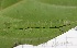  ( - SLC00028)  @11 [ ] CreativeCommons - Attribution Non-Commercial Share-Alike (2017) Carlo L. Seifert Institute of Entomology, Biology Centre CAS, Ceske Budejovice