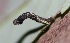  ( - SLC00082)  @11 [ ] CreativeCommons - Attribution Non-Commercial Share-Alike (2017) Carlo L. Seifert Institute of Entomology, Biology Centre CAS, Ceske Budejovice
