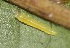  ( - SLC00222)  @11 [ ] CreativeCommons - Attribution Non-Commercial Share-Alike (2017) Carlo L. Seifert Institute of Entomology, Biology Centre CAS, Ceske Budejovice