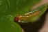  ( - SLC00254)  @11 [ ] CreativeCommons - Attribution Non-Commercial Share-Alike (2017) Carlo L. Seifert Institute of Entomology, Biology Centre CAS, Ceske Budejovice
