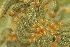  ( - SLC00271)  @11 [ ] CreativeCommons - Attribution Non-Commercial Share-Alike (2017) Carlo L. Seifert Institute of Entomology, Biology Centre CAS, Ceske Budejovice
