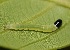  ( - SLC00587)  @11 [ ] CreativeCommons - Attribution Non-Commercial Share-Alike (2017) Carlo L. Seifert Institute of Entomology, Biology Centre CAS, Ceske Budejovice