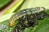  ( - SLC00608)  @11 [ ] CreativeCommons - Attribution Non-Commercial Share-Alike (2017) Carlo L. Seifert Institute of Entomology, Biology Centre CAS, Ceske Budejovice