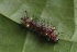  ( - SLC00682)  @11 [ ] CreativeCommons - Attribution Non-Commercial Share-Alike (2017) Carlo L. Seifert Institute of Entomology, Biology Centre CAS, Ceske Budejovice