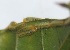 ( - SLC01233)  @11 [ ] CreativeCommons - Attribution Non-Commercial Share-Alike (2017) Carlo L. Seifert Institute of Entomology, Biology Centre CAS, Ceske Budejovice