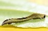  ( - SLC01298)  @11 [ ] CreativeCommons - Attribution Non-Commercial Share-Alike (2017) Carlo L. Seifert Institute of Entomology, Biology Centre CAS, Ceske Budejovice